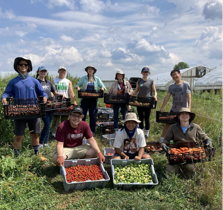 harvest